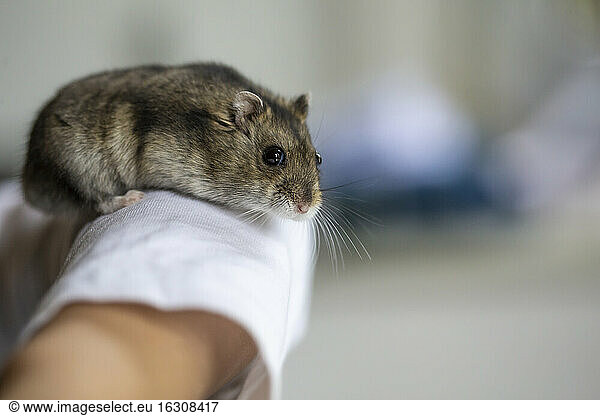 Niedlicher Hamster auf menschlichem Arm
