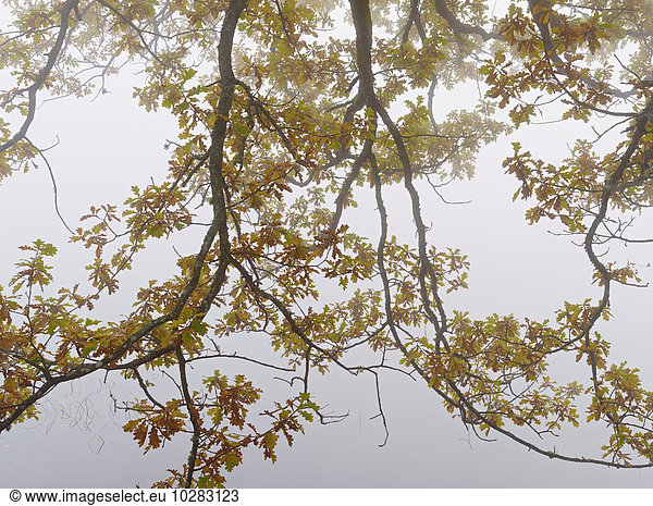 niedrig Ast Herbst Ansicht Flachwinkelansicht Winkel