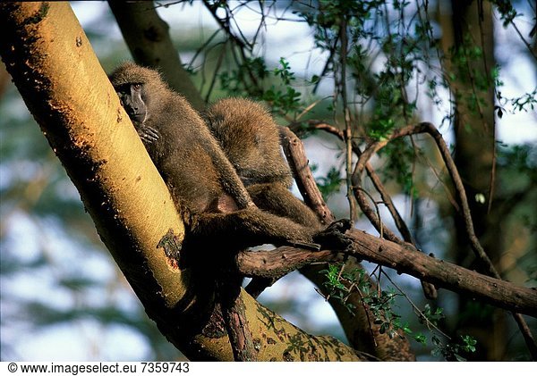 niedrig  Baum  Ansicht  Flachwinkelansicht  Affe  Winkel
