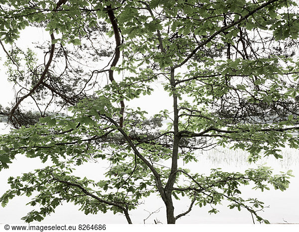 niedrig  Baum  Ast  Ansicht  Flachwinkelansicht  Eberesche  Sorbus aucuparia  Winkel