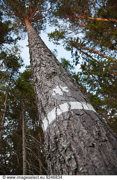 niedrig folgen Baum Markierung Kiefer Pinus sylvestris Kiefern Föhren Pinie Ansicht Flachwinkelansicht Winkel