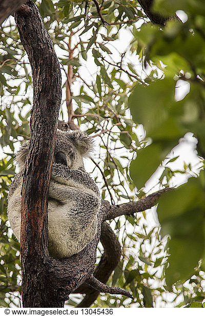 Niedrigwinkel-Ansicht eines Koalas  der auf einem Baum sitzt