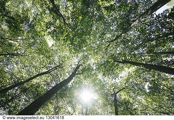Niedrigwinkelansicht der im Wald wachsenden Bäume im Niagara Glen Nature Reserve
