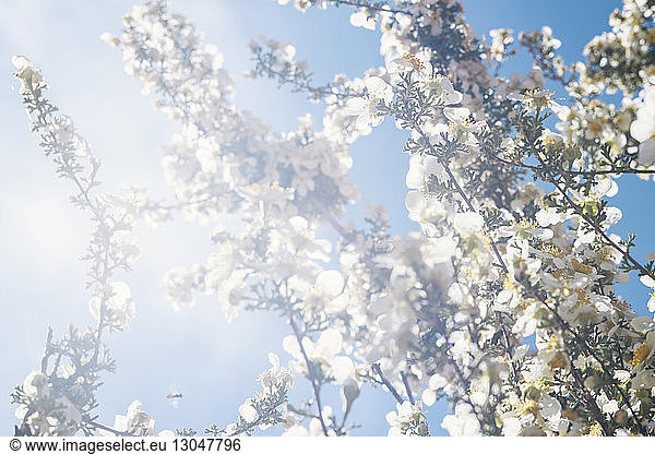 Niedrigwinkelansicht der weißen Kirschblüte gegen den Himmel an einem sonnigen Tag