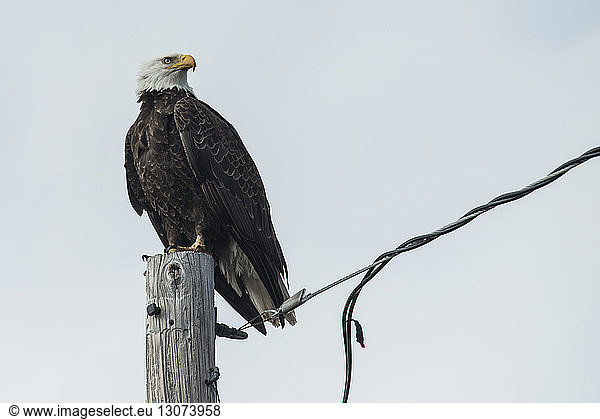 Niedrigwinkelansicht eines Adlers  der auf einem Holzpfahl im Crater Lake National Park sitzt