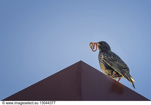 Niedrigwinkelansicht eines Vogels mit einem Regenwurm  der an der Wand vor klarem Himmel sitzt