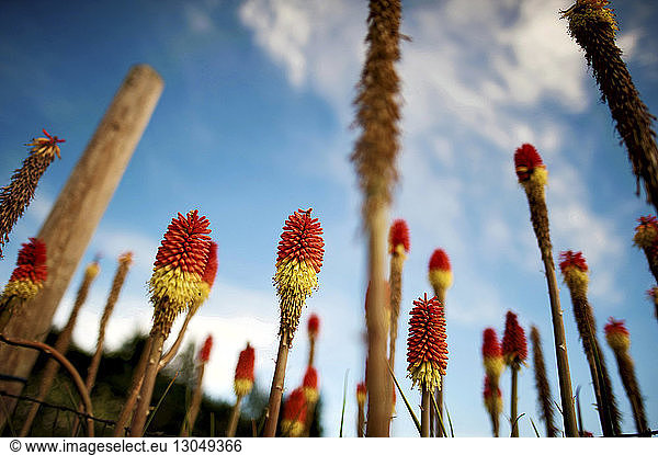 Niedrigwinkelansicht von Aloe-Vera-Blüten  die in der Farm gegen den Himmel wachsen