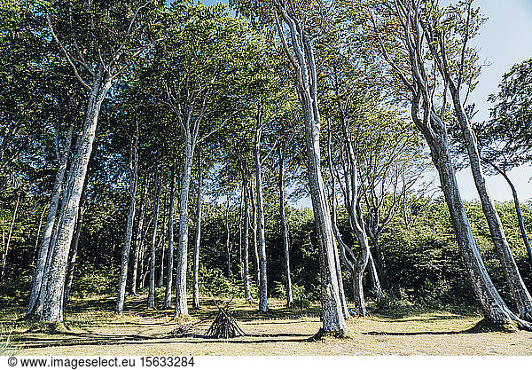 Niedrigwinkelansicht von Bäumen  die im Wald in Polen wachsen  gegen den Himmel
