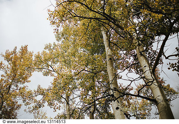 Niedrigwinkelansicht von Bäumen gegen den Himmel im Herbst