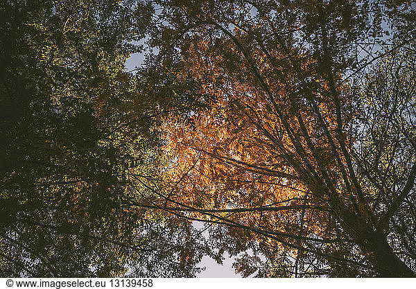 Niedrigwinkelansicht von Bäumen im Park im Herbst