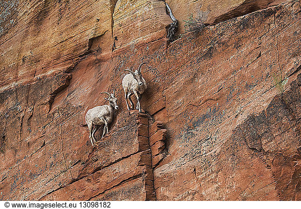 Niedrigwinkelansicht von Bergziegen auf eine Felsformation im Zion-Nationalpark