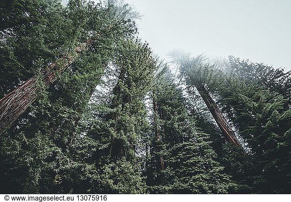 Niedrigwinkelansicht von im Wald wachsenden Bäumen in Redwood National- und Staatsparks