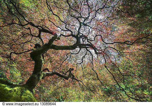 Niedrigwinkelansicht von Japanese Maple im Herbst