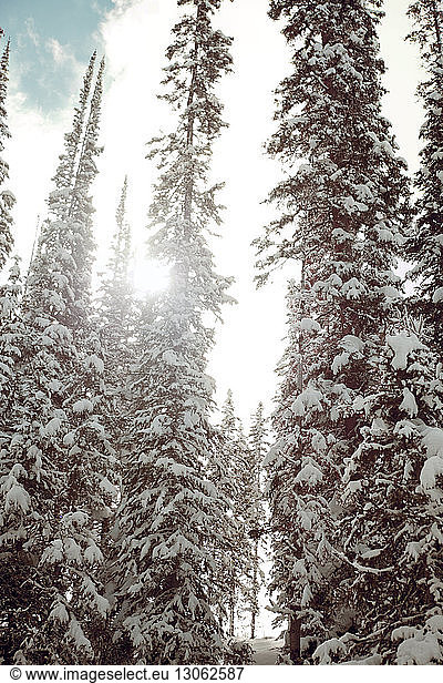 Niedrigwinkelansicht von schneebedeckten Bäumen