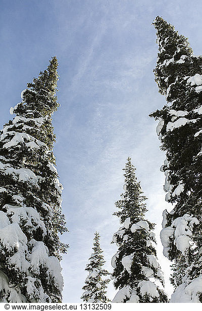 Niedrigwinkelansicht von schneebedeckten Bäumen gegen den Himmel im Wald