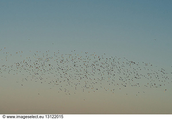 Niedrigwinkelansicht von Silhouettenvögeln  die bei Sonnenuntergang gegen den Himmel fliegen