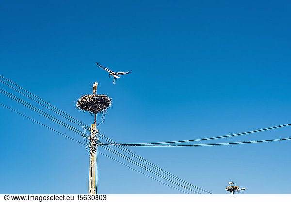 Niedrigwinkelansicht von Vögeln über Nestern auf Strommasten vor blauem Himmel  Polen