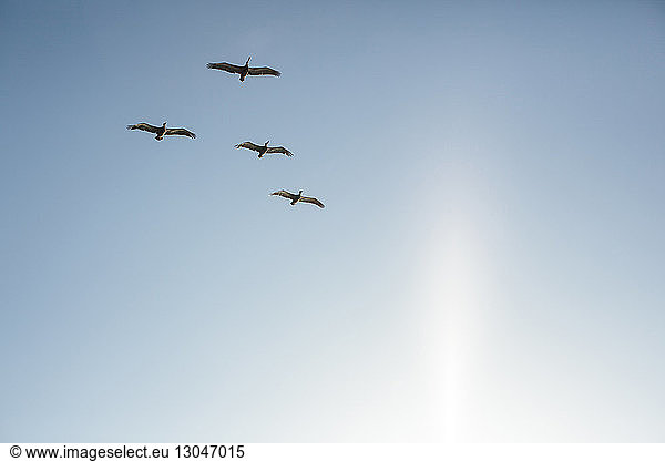 Niedrigwinkelansicht von Vögeln  die am Himmel fliegen