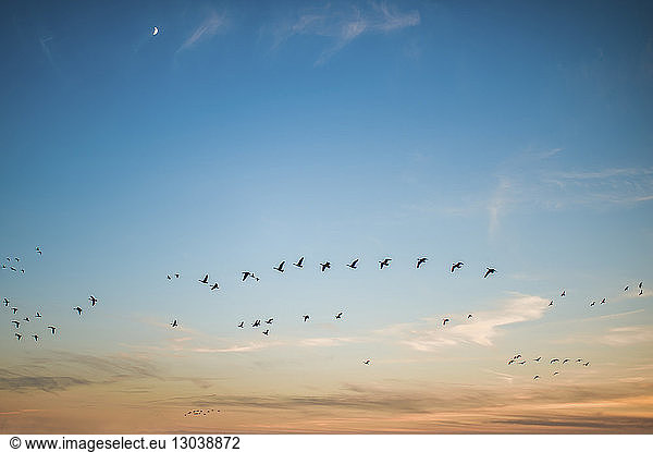Niedrigwinkelansicht von Vögeln  die bei Sonnenuntergang gegen den Himmel fliegen