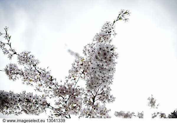 Niedrigwinkelansicht von weißen Kirschblüten  die auf Zweigen gegen den Himmel wachsen