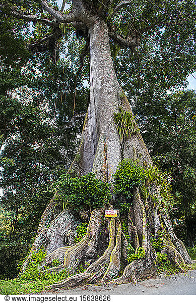 Niedrigwinkelaufnahme eines Banyanbaums  der im Wald von Tobago  Karibik  wächst