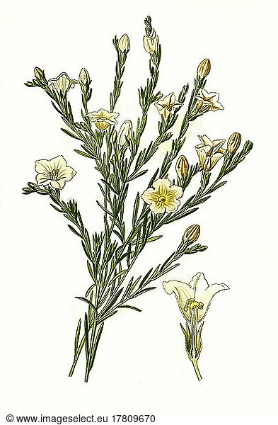 Nierembergia frutescens  Cupflower  Weißbecher  digital restaurierte Reproduktion einer Vorlage aus dem 19  Jahrhundert