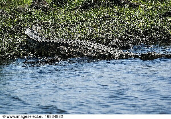 Nilkrokodil (Crocodylus niloticus) beim Untertauchen im Chobe-Fluss. Chobe-Nationalpark  Botswana  Afrika.