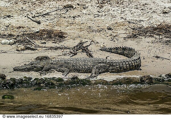 Nilkrokodil (Crocodylus niloticus) schlafend am Ufer des Chobe-Flusses. Chobe National Park  Botswana  Afrika.