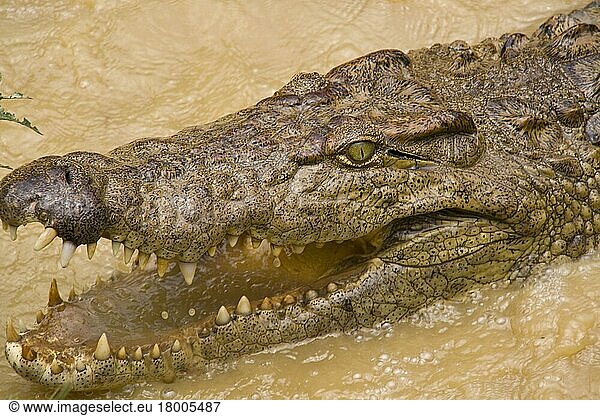 Nilkrokodil  Nilkrokodile  Andere Tiere  Krokodile  Reptilien  Tiere  Nile Crocodile  Madagascar