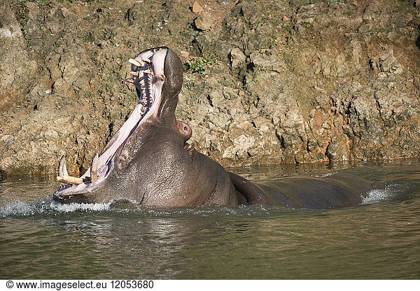 Nilpferd (Hippopotamus Amphibius) hebt den Kopf  um das Maul weit zu öffnen; Cabarceno  Kantabrien  Spanien