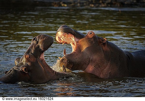 Nilpferd (Hippopotamus amphibius) im Kampf. Östliche Küste. iSimangaliso Wetland Park. KwaZulu Natal. Süd Afrika.