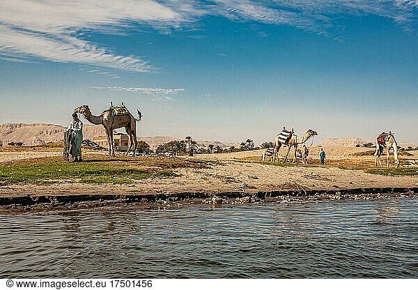 Nilufer mit Kamelen  Luxor  Theben  Ägypten  Luxor  Theben  Ägypten  Afrika