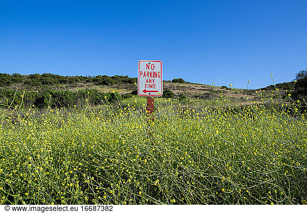No Parking Any Time sign among blue skies and vibrant mustard flowers