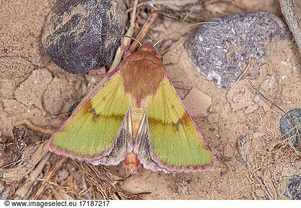 Noctuid moth (Heliothis incarnata)  Iran