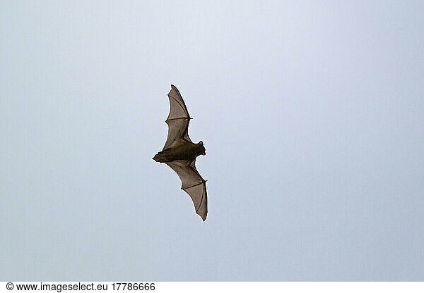 Noctule Bat (Nyctalus noctula)  erwachsen  fliegt tagsüber  Suffolk  England  Oktober