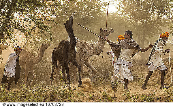 Nomaden bringen ihre Kamele zum Pushkar-Markt in Rajasthan  Indien