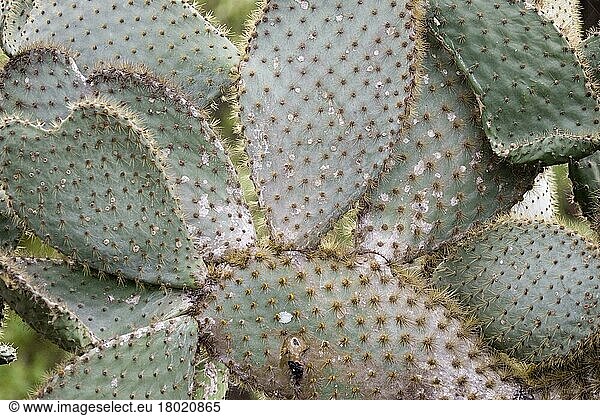 Nopale (Opuntia) echios  Giant  Prickly Pear Cactus (Cactaceae)  Opuntia echios var. gigantea  Santa Cruz island  Galapagos
