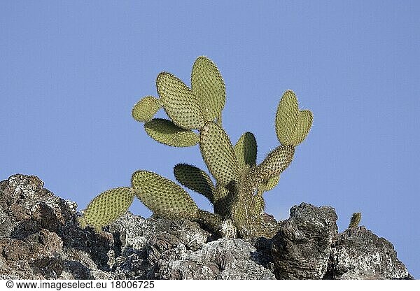 Nopale (Opuntia)  Giant  Prickly Pear Cactus (Cactaceae) echios  Isabella island  Galapagos
