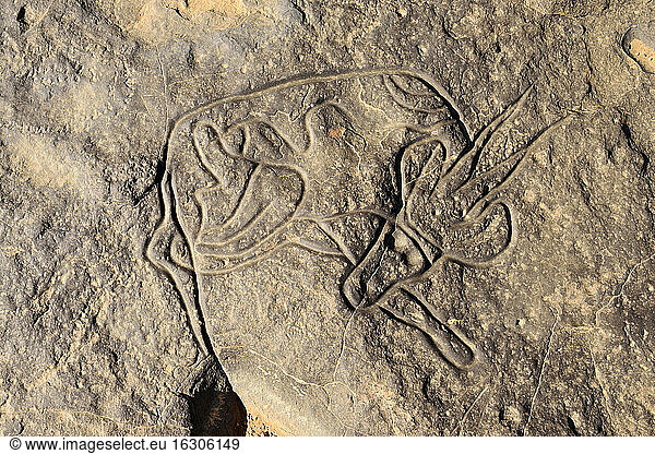 Nordafrika  Sahara  Algerien  Tassili N'Ajjer National Park  Tadrart  neolithische Felskunst  Felsgravur der schlafenden Gazelle