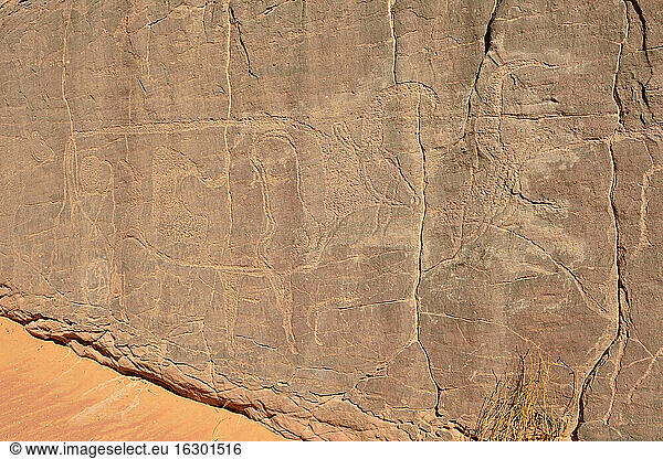 Nordafrika  Sahara  Algerien  Tassili N'Ajjer National Park  Tadrart  neolithische Felskunst  Felsgravur von Kühen und Stieren