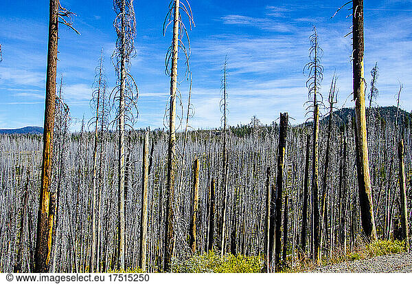 Nordamerika  USA  Kalifornien  Lassen Volcanic Narional Park  2012 Reading Forest Fire Damage