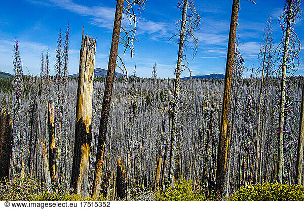 Nordamerika  USA  Kalifornien  Lassen Volcanic Narional Park  2012 Reading Forest Fire Damage
