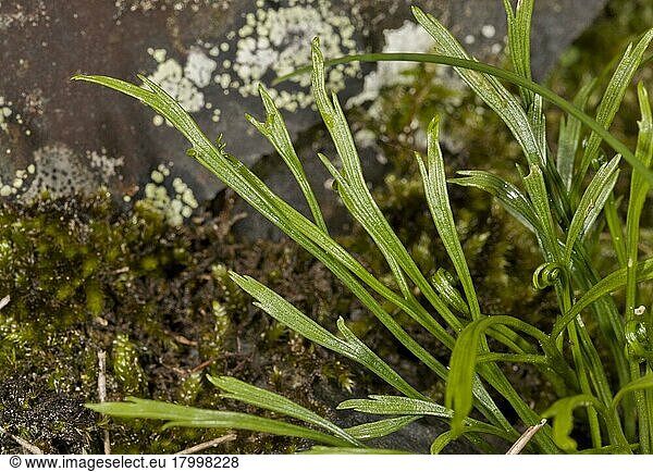 Nordischer Streifenfarn  Nördlicher Streifenfarn (Asplenium septentrionale)  Farne  Forked Spleenwort leaves  growing on acid rock  Spanish Pyrenees  Spain  June
