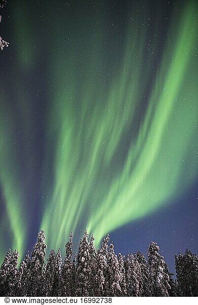 Nordlicht (Aurora borealis) über schneebedeckten Bäumen in einem Wald im Winter in Finnisch-Lappland  innerhalb des Polarkreises in Finnland