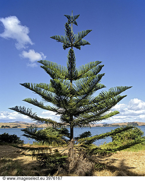 Norfolk-Tanne (Araucaria heterophylla)  Neuseeland