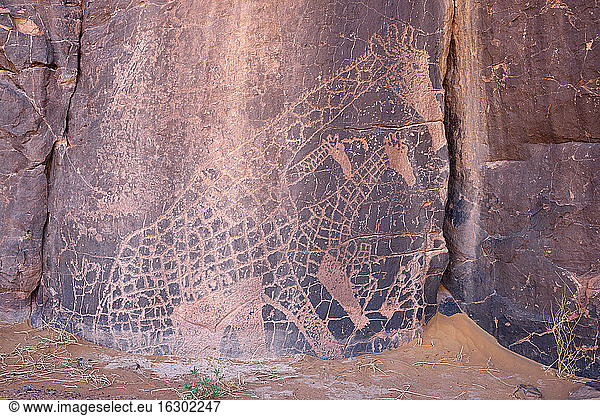 North Africa  Sahara  Algeria  Tassili N'Ajjer National Park  Tadrart  neolithic rock art  rock engraving of a giraffe