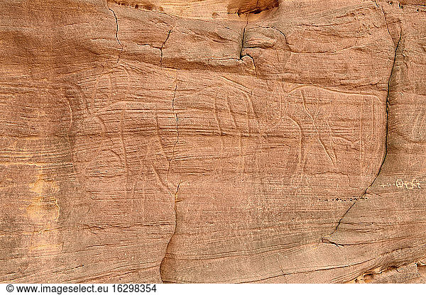North Africa  Sahara  Algeria  Tassili N'Ajjer National Park  Tadrart region  neolithic rock art  rock engraving of cows and bulls