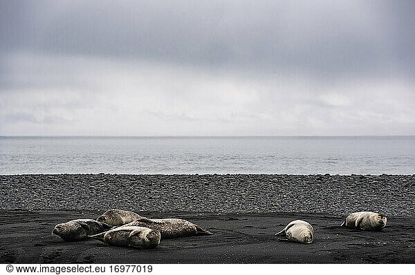 North Atlantic seals resting on black beach in Iceland
