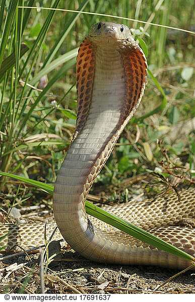 North Philippine Spitting Cobra Philippines North Philippine Spitting ...