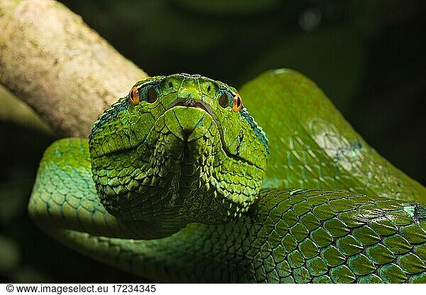 North Philippine Temple Pit Viper (Tropidolaemus subannulatus) North ...